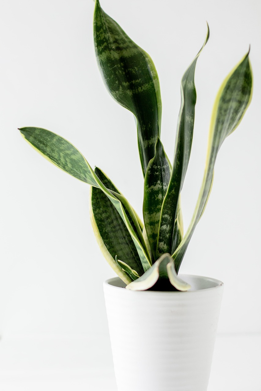 snake plant, plant, plant pot, decorative, decoration, indoor plant, houseplant, white pot, nature, potted plant