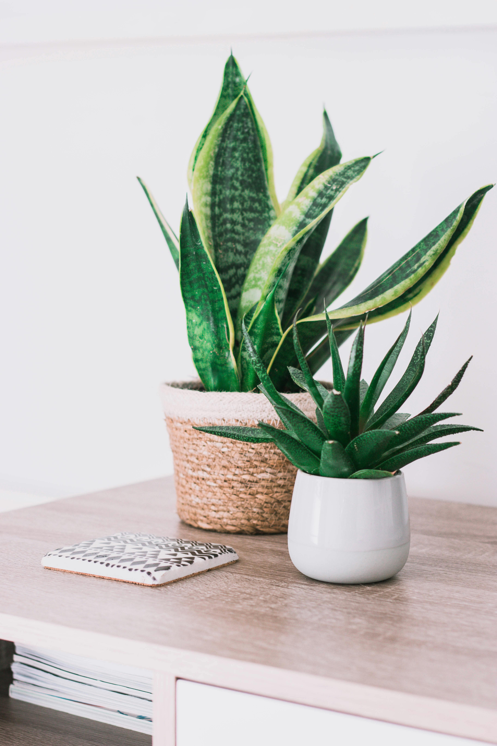 Stylish interior with a snake plant and aloe on a wooden table, perfect for modern decor.